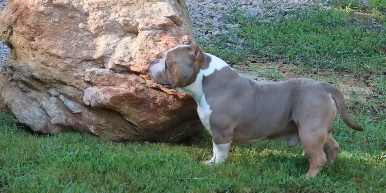A dog standing next to a rock in the grass.