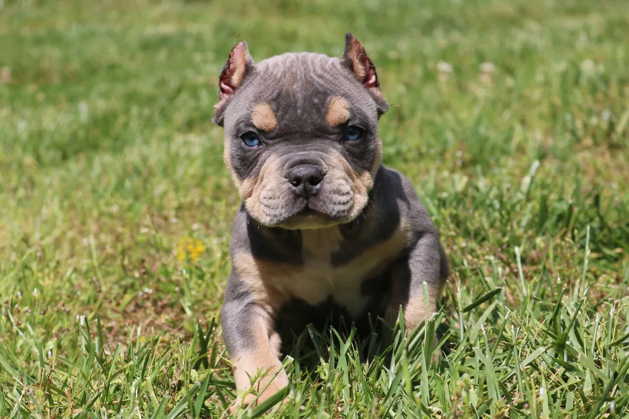 A micro bully puppy for sale sitting in the grass looking at the camera.