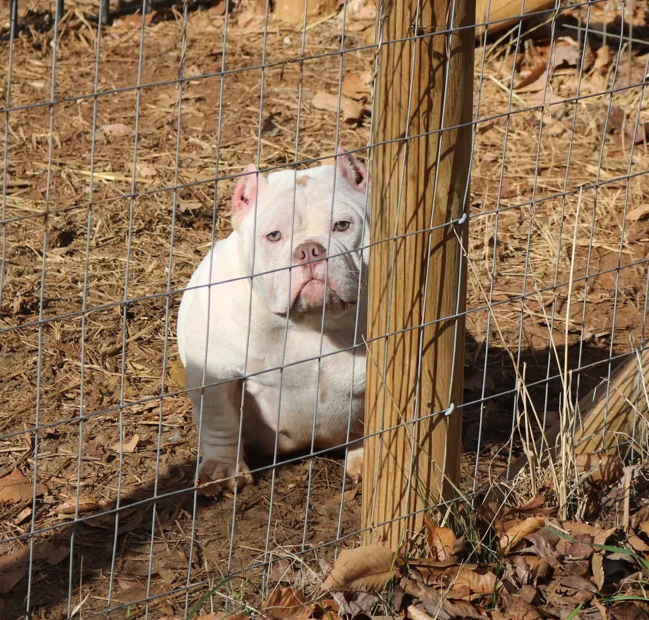 A white dog is standing behind a fence