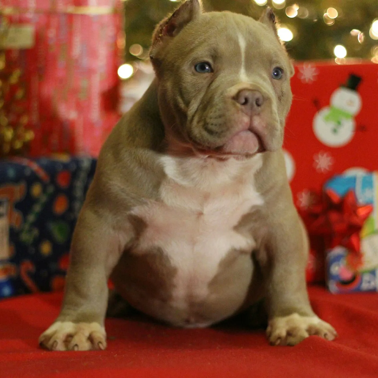 A pocket bully puppy on christmas, sitting on top of a red blanket.