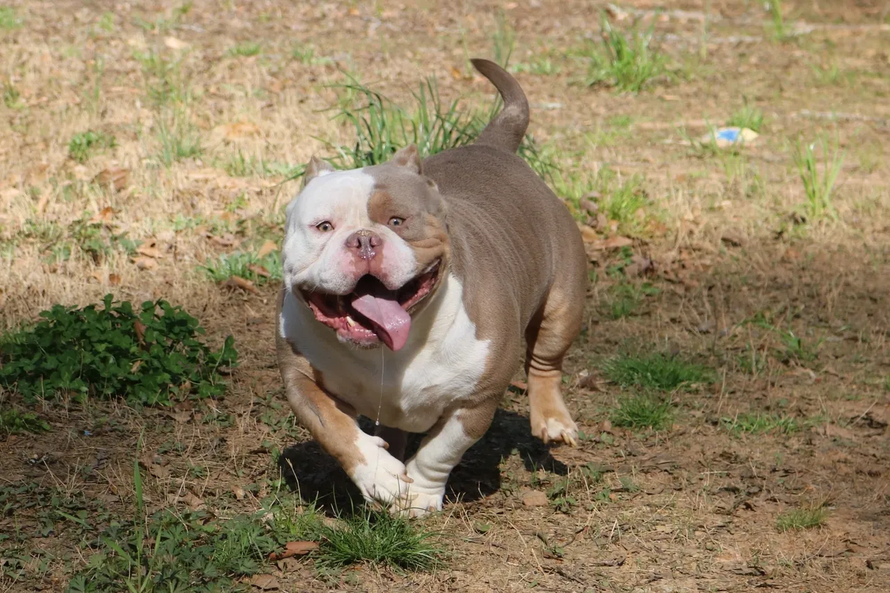 A dog running in the dirt with its tongue hanging out.