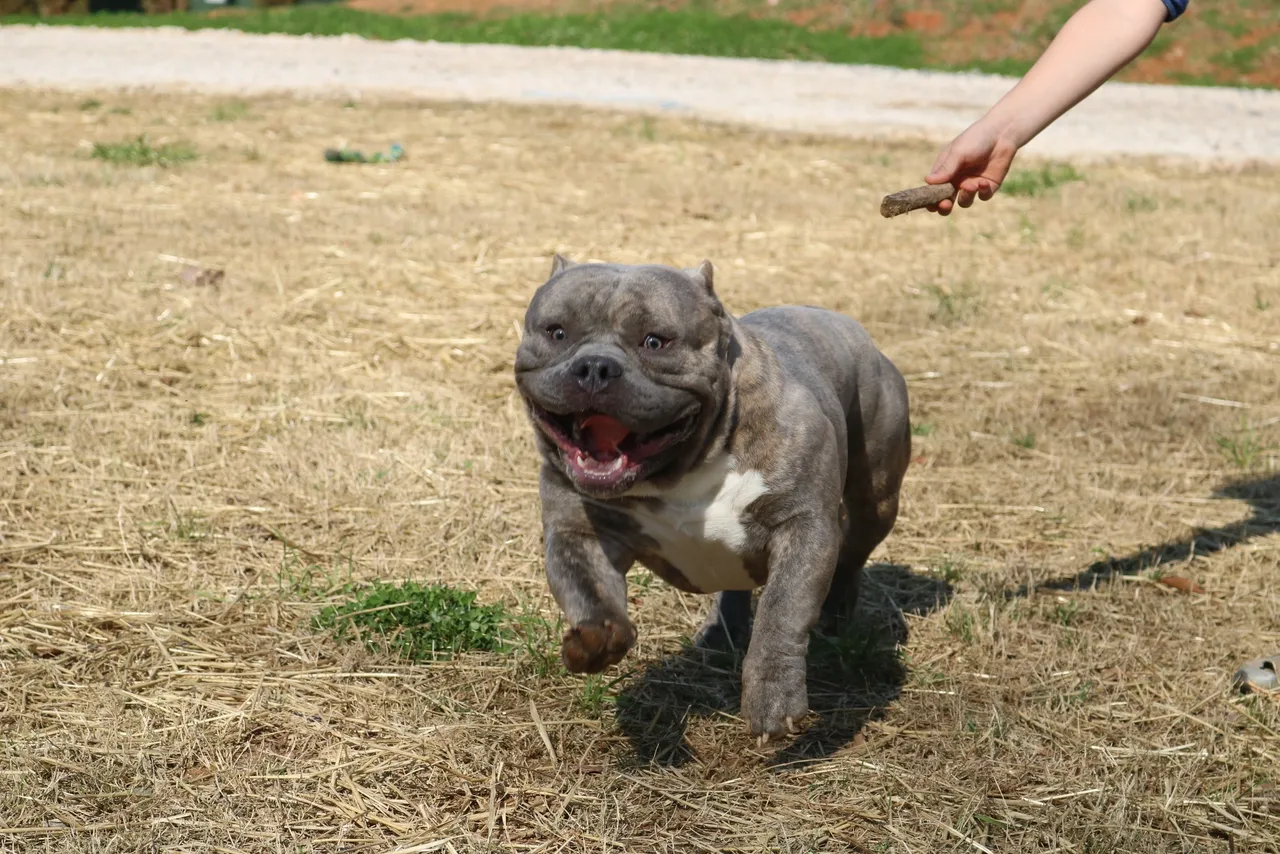 A dog running in the dirt with its owner.