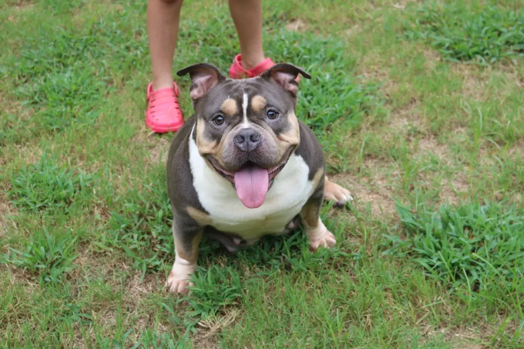 A female extreme pocket bully sitting on the grass with her tongue hanging out.