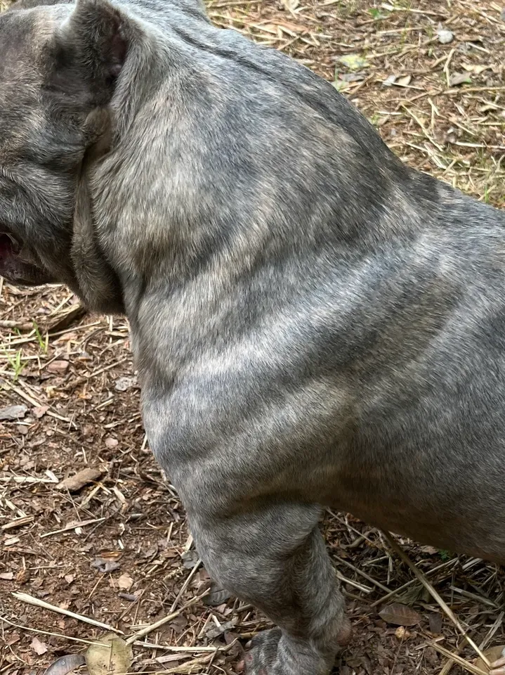 A dog with gray fur on its back and front legs.