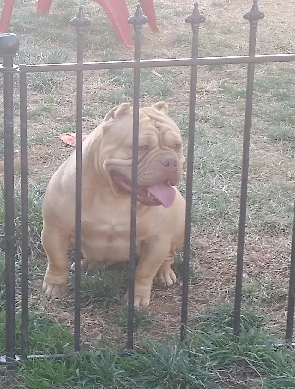 A dog is sitting in the grass behind bars.