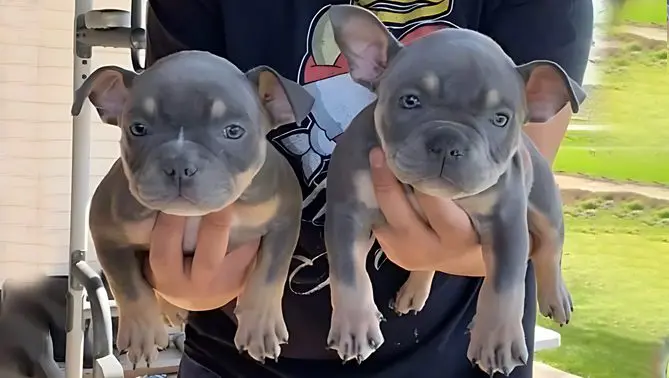 Two puppies are holding hands in their arms.