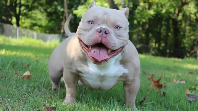close up of a pocket american bully
