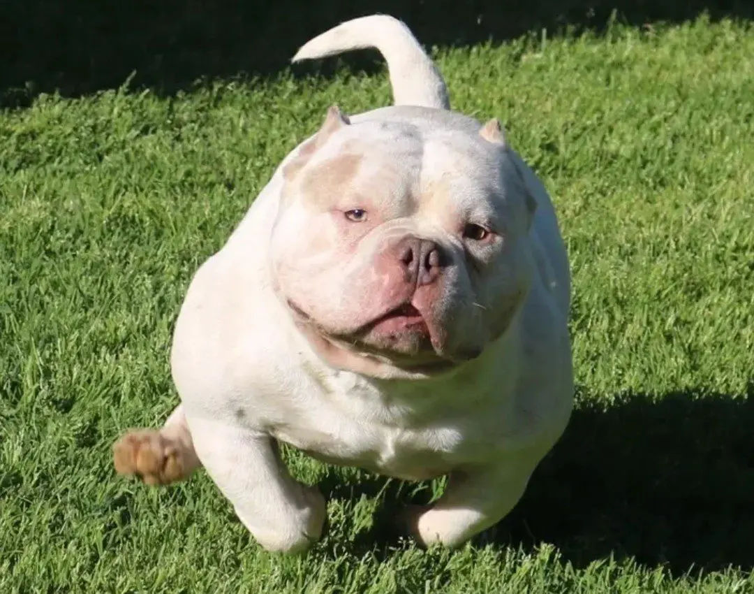 A white bulldog is standing in the grass.