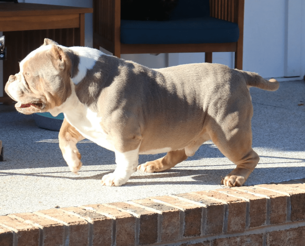 A bulldog walking along a brick ledge outdoors.