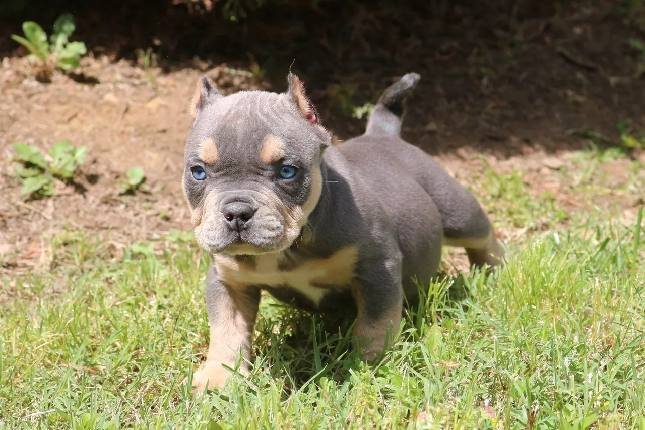 A young bulldog puppy with a distinctive black and tan coat standing in a grassy field.