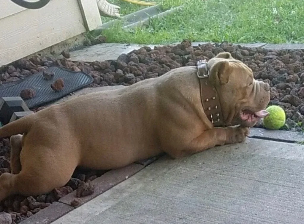 pocket bully produced by the pocket bully breeder southeast bully kennels