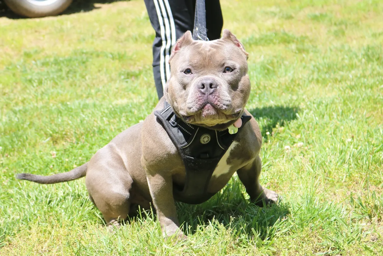 A muscular brown dog with a black harness sits on a grassy field.