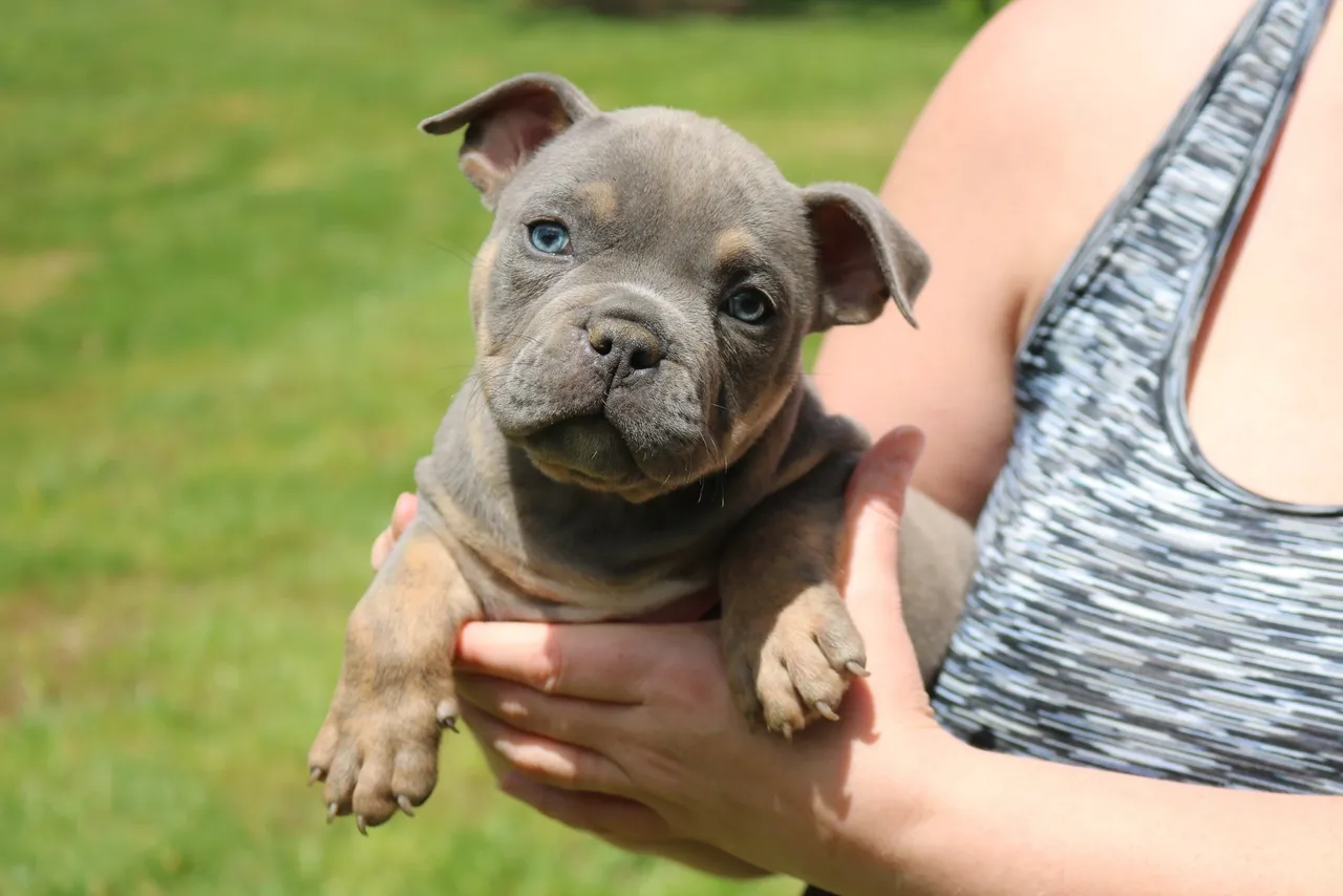 Bully Puppies Safety Precautions