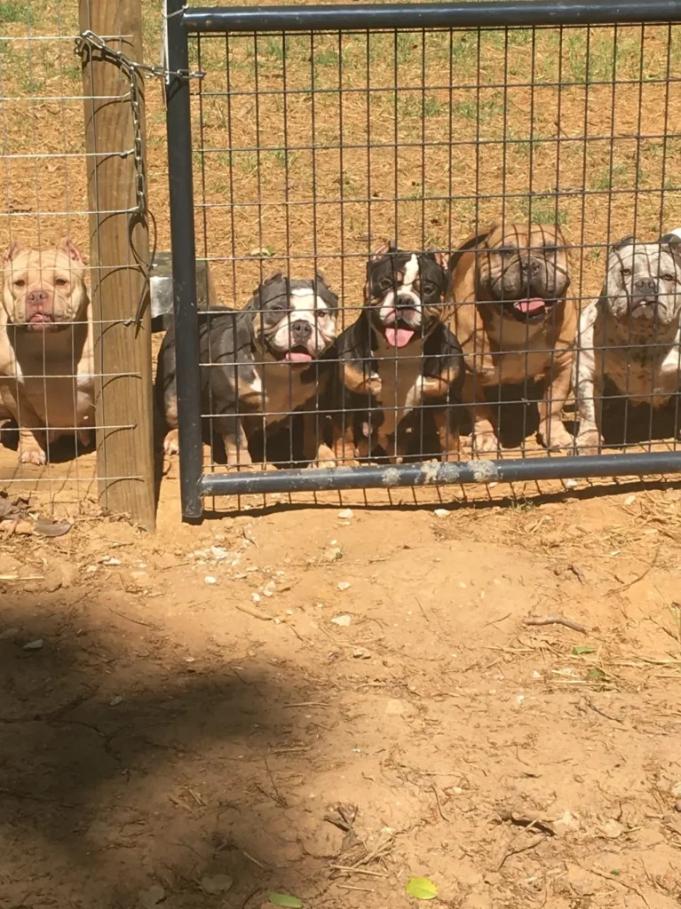 5 dogs, micro bullies and pocket bullies playing together, showing why socialization is key for their development.