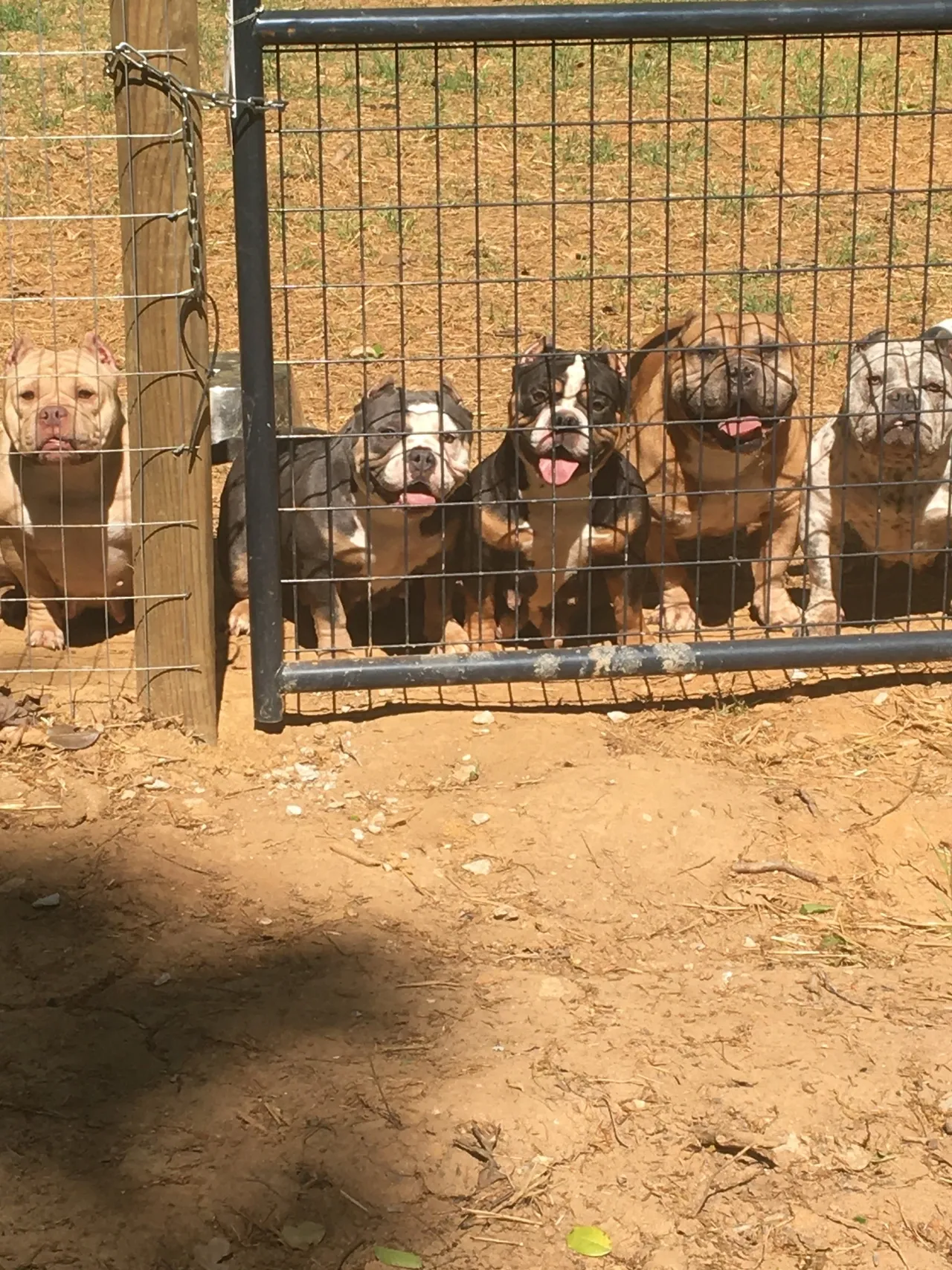 5 dogs, micro bullies and pocket bullies playing together, showing why socialization is key for their development.