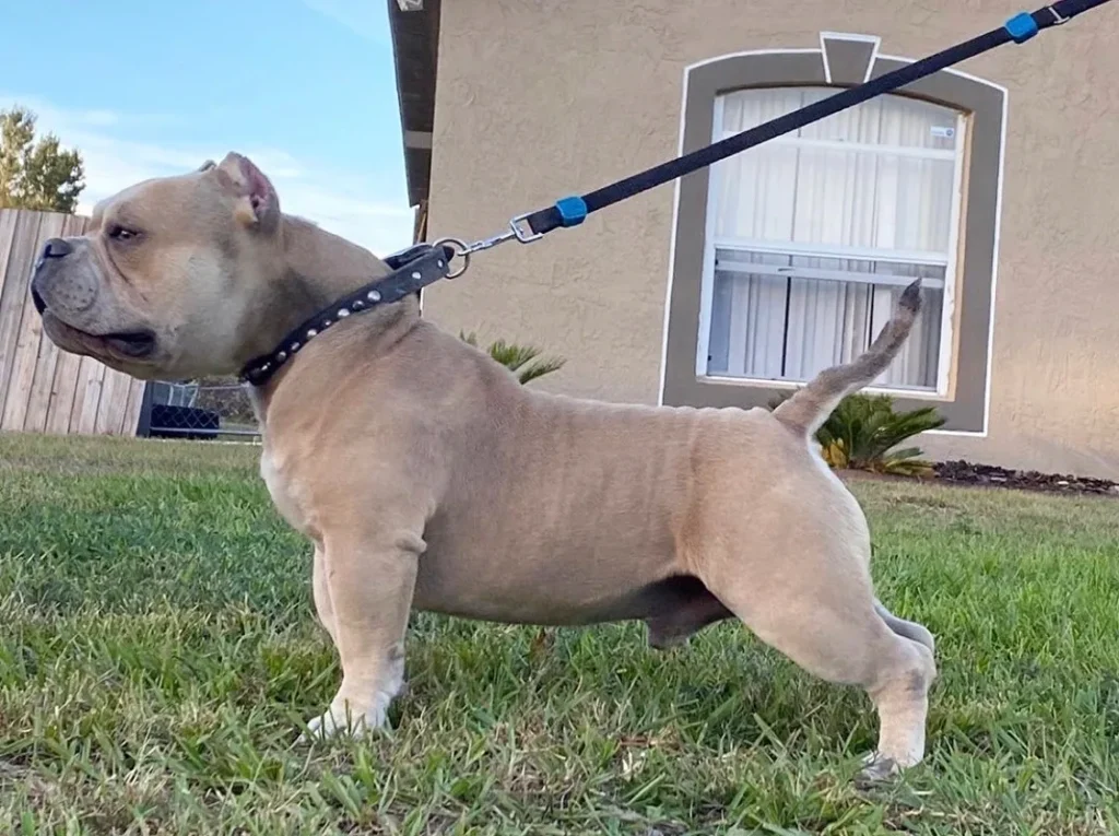 A stocky dog with a tan coat on a leash outdoors, standing in a grassy area.