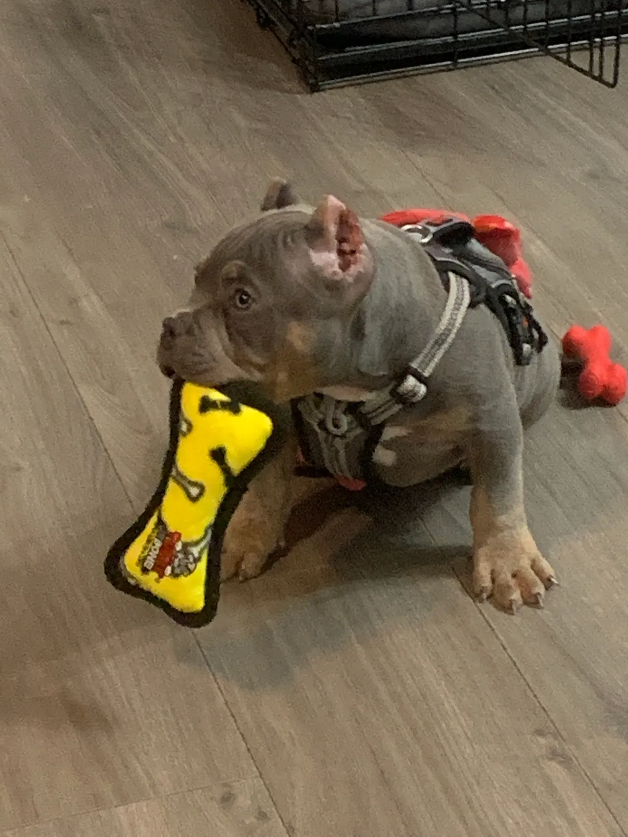 Gray dog with a harness chewing on a yellow toy.