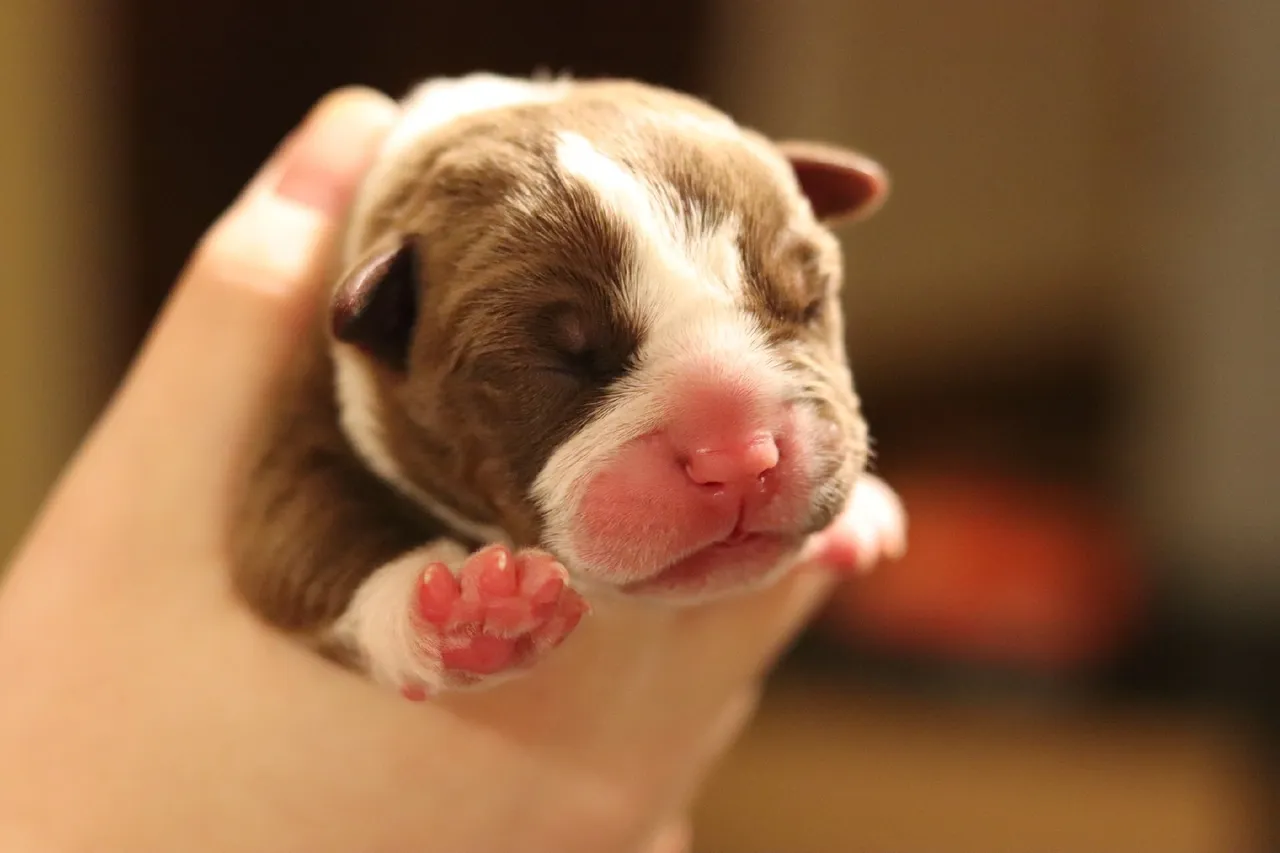 A newborn puppy cradled in a person's hand.