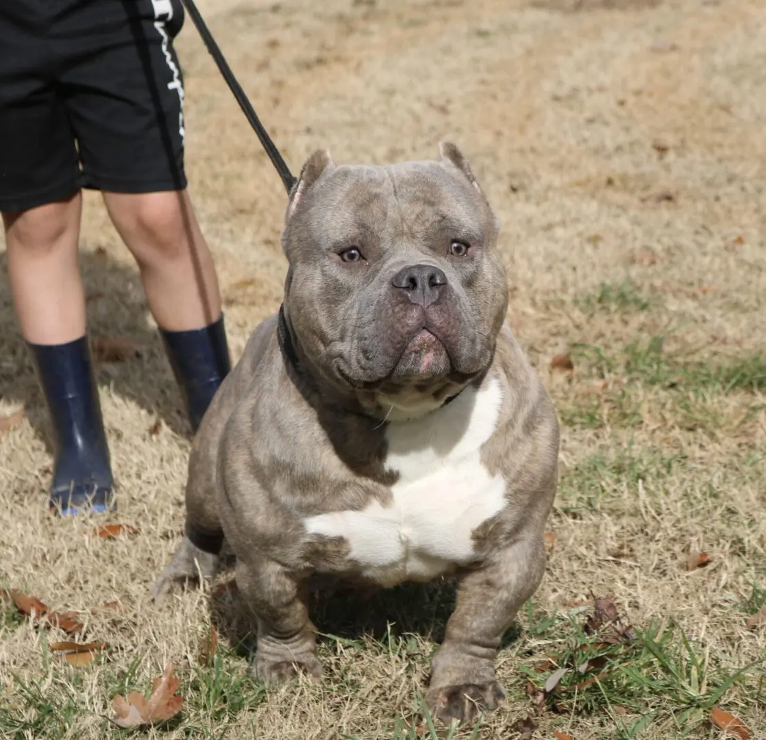 Extreme Pocket American Bully. Produced by Southeast Bully Kennels, Home of the Block Bloodline. pocket bully for sale, micro bully for sale.