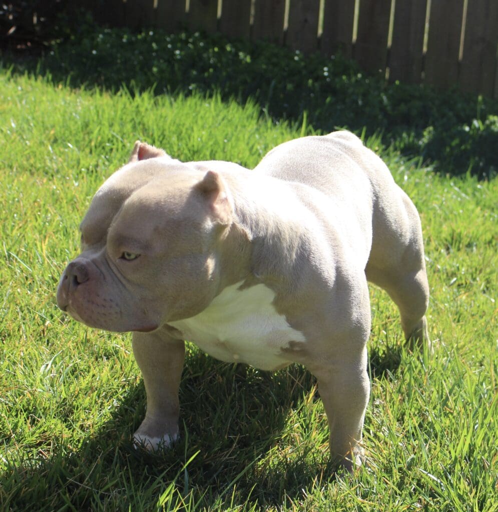 american bully breeder of the finest lilac bullies in the world