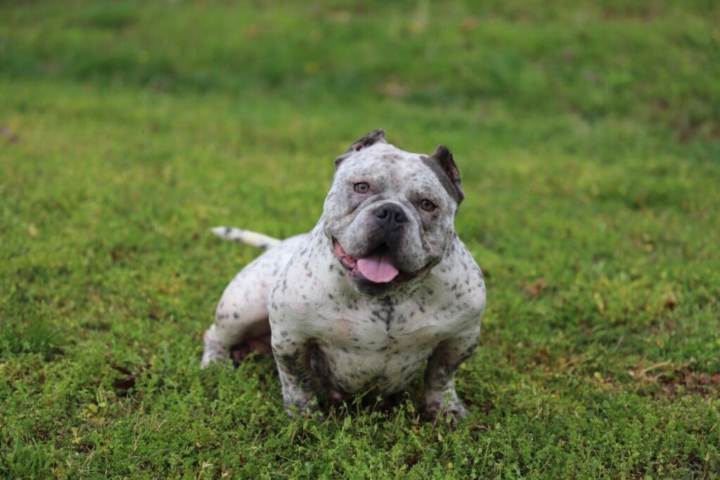 micro bully breeder and pocket bully breeder of the finest females in the world