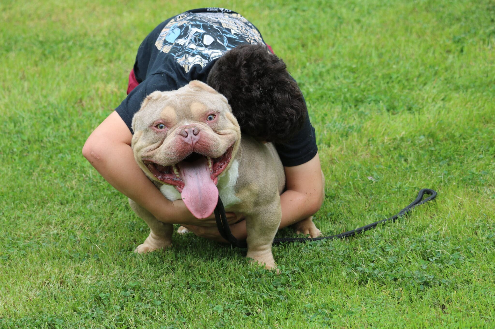 Show Quality Micro Bully and Pocket Bully Breedings - Southeast Bully ...