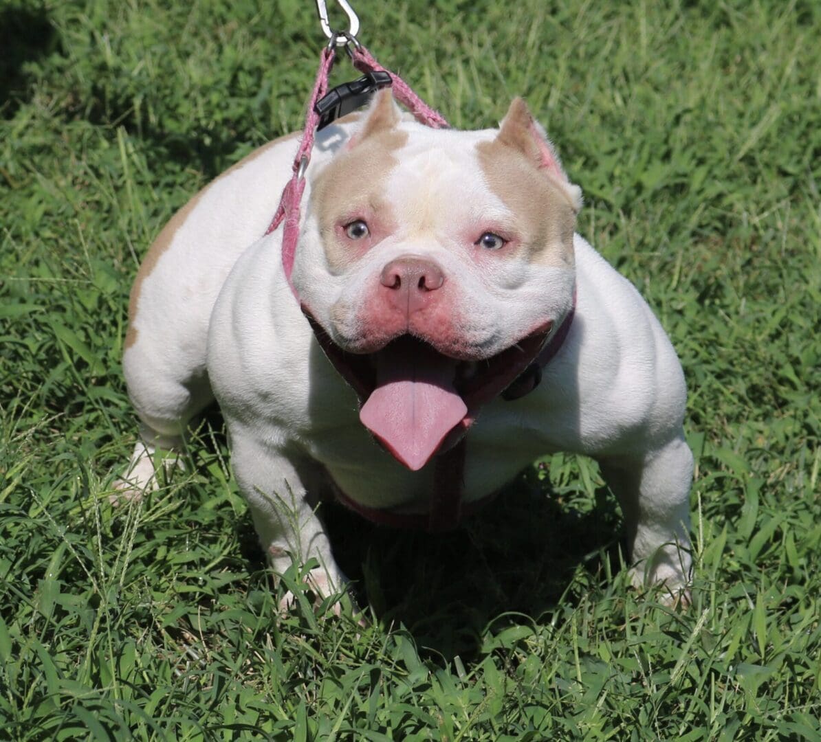 Micro Bully Puppies for Sale | Southeast Bully Kennels