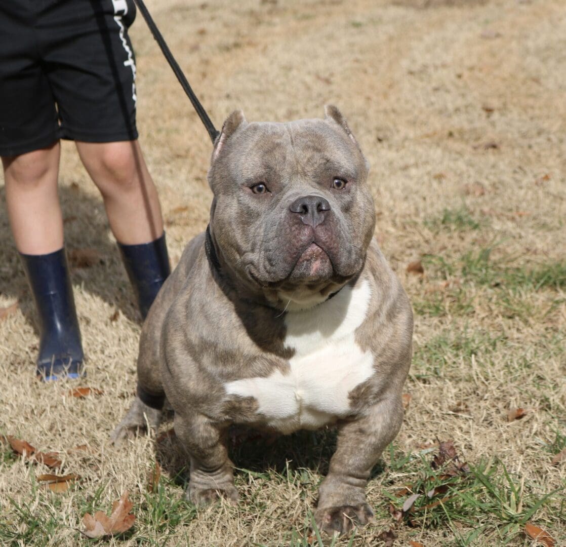 Champion Bloodline Pocket Bully produced and owned by the pocket bully and micro bully breeder Southeast Bully Kennels