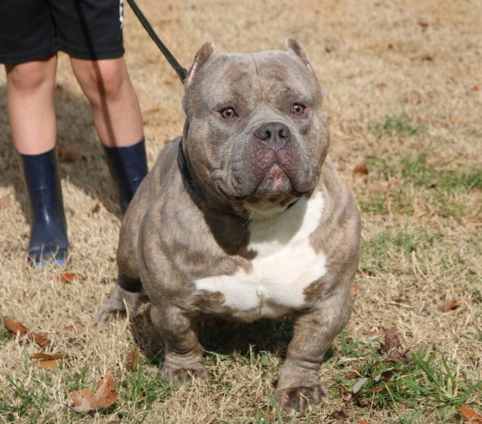 Chocolate extreme pocket bully produced by Southeast Bully Kennels, a top pocket bully breeder, showcasing a pocket bully stud