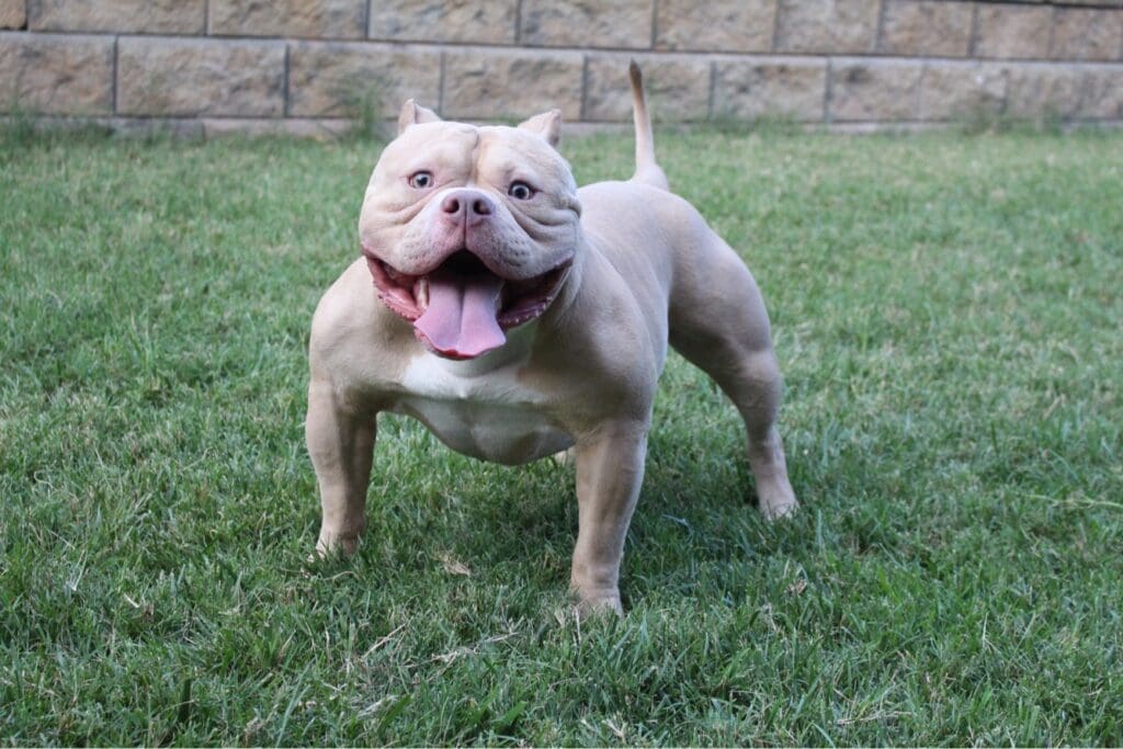 top pocket bully stud from southeast bully kennels. top pocket bully breeder, pocket bully for sale, pocket bully puppies for sale