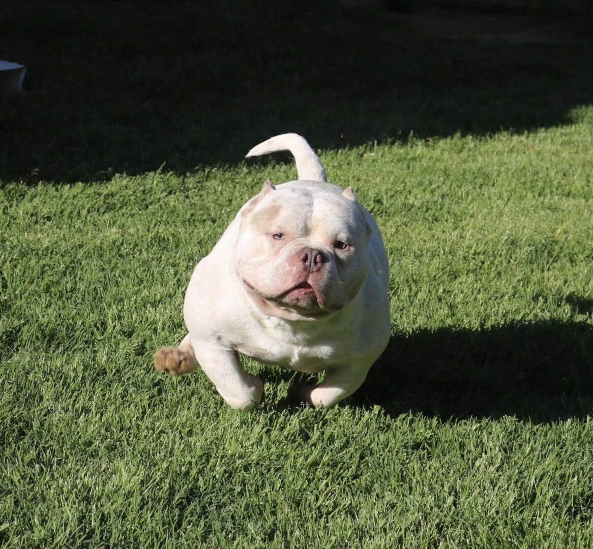 white male pocket bully running through the yard. male pocket bully for sale, pocket bully breeder, male pocket bully puppies for sale