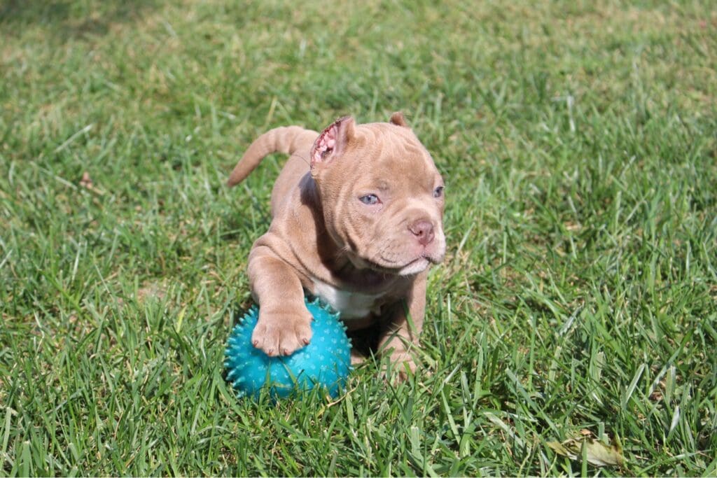 beautiful champagne female pocket bully puppy posing for a picture with her toy. 