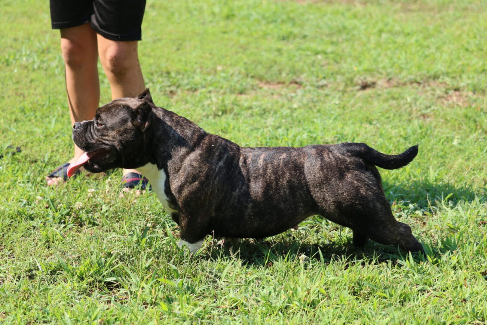 dark colored micro bully female. the perfect female micro bully for sale.