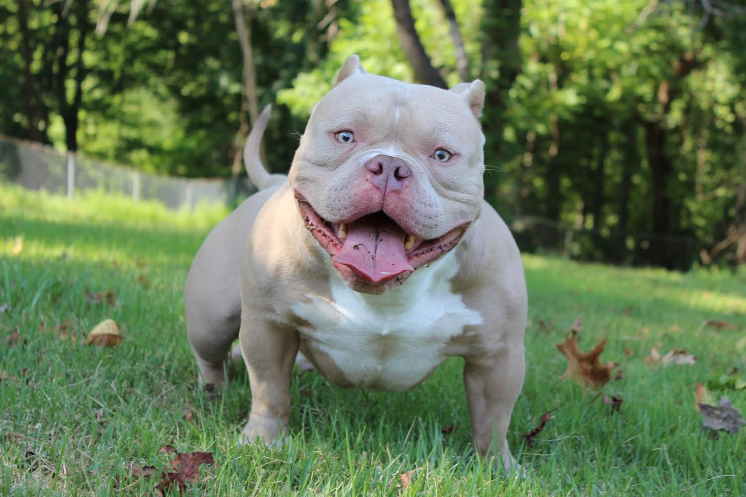 top lilac extreme pocket bully stud from the champion micro and pocket bully breeder, southeast bully kennels