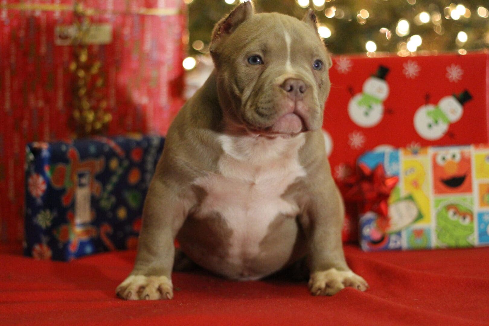 Lilac male pocket bully puppy sitting in front of the Christmas presents on Christmas morning. Produced by southeast bully kennels