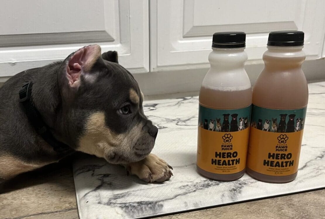 pocket bully puppy from southeast bully kennels, looking at 2 bottles of super paws juice.