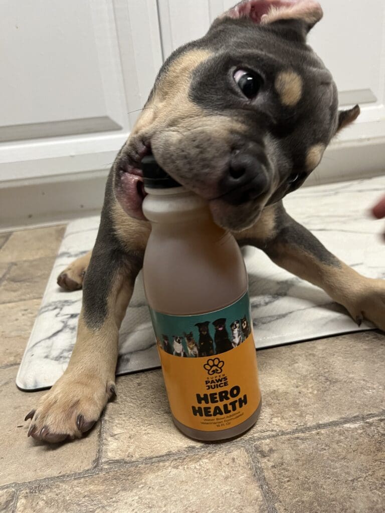 a blue tri male pocket bully puppy that is happy his owner got him a bottle of hero health from super paws juice.