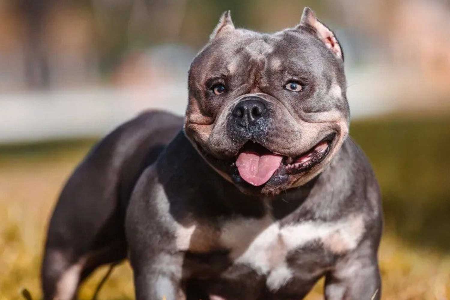 blue tri champion female micro bully for sale in south carolina