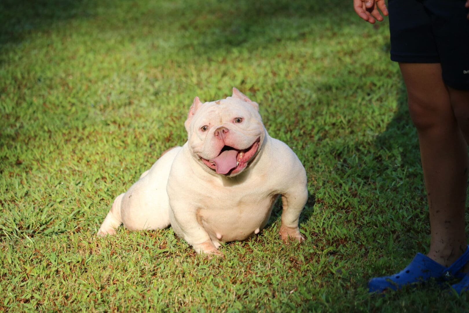 Show quality, all white micro bully female sitting in the front yard of southeast bully kennels