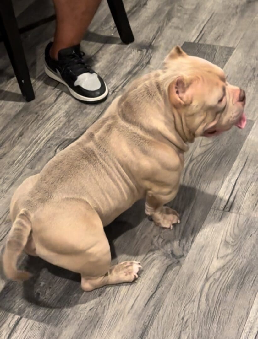 Fawn colored extreme build american bully stud