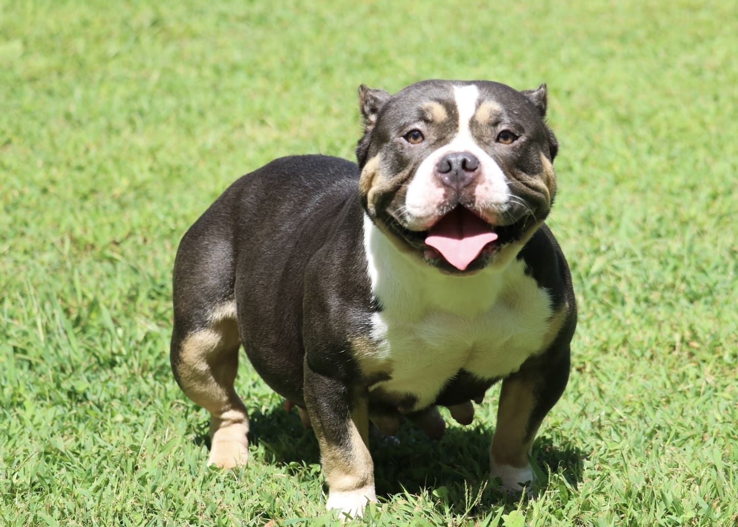 Blue tri pocket bully female standing in grass at southeast bully kennels