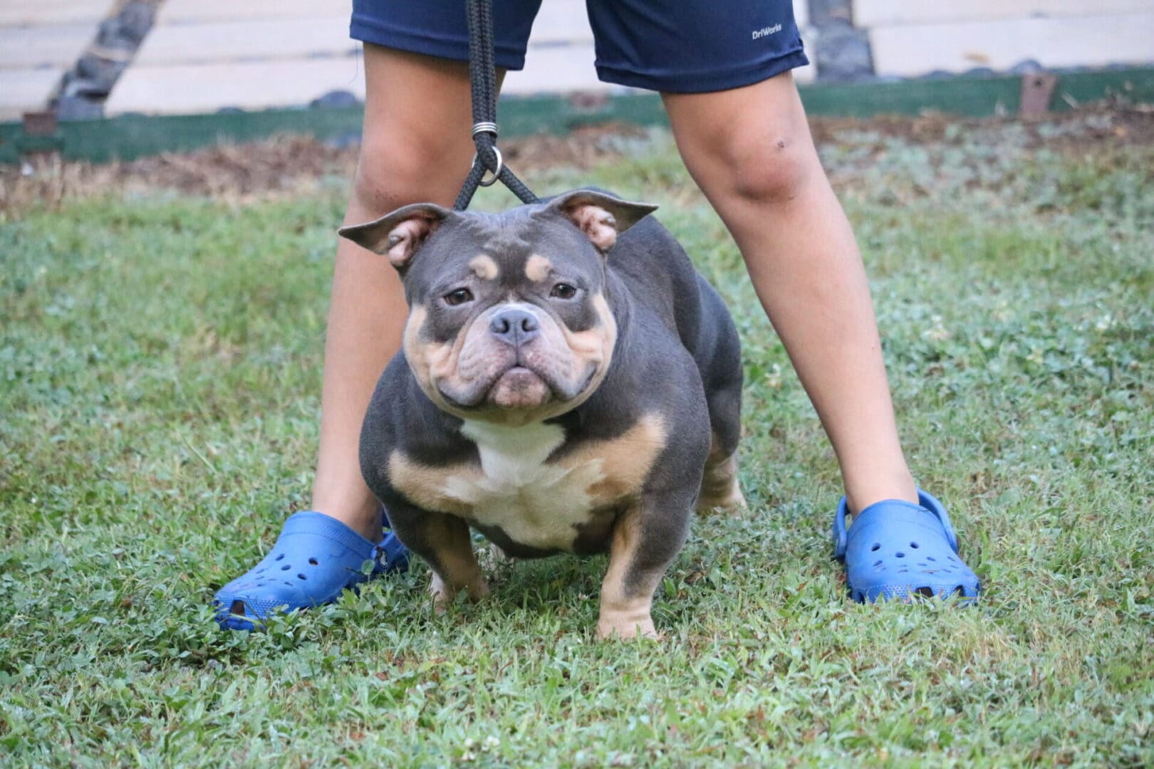 Blue tri micro bully female on a leash with a boy at southeast bully kennels