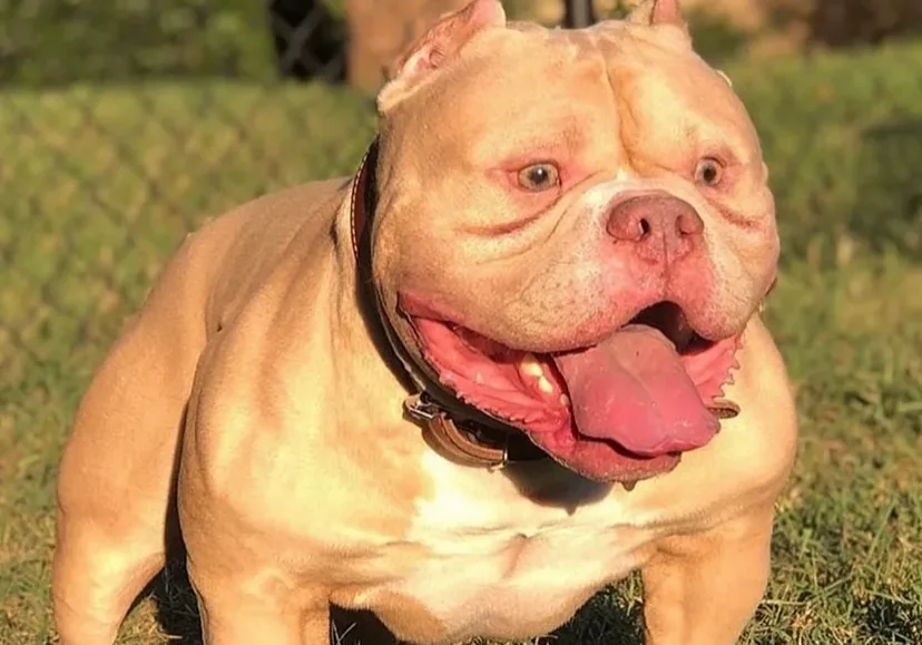 Blonde Extreme Build Pocket American Bully