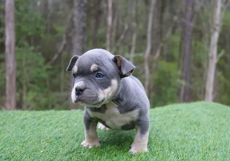 A gray puppy with a black patch over its eye standing on grass with trees in the background.
