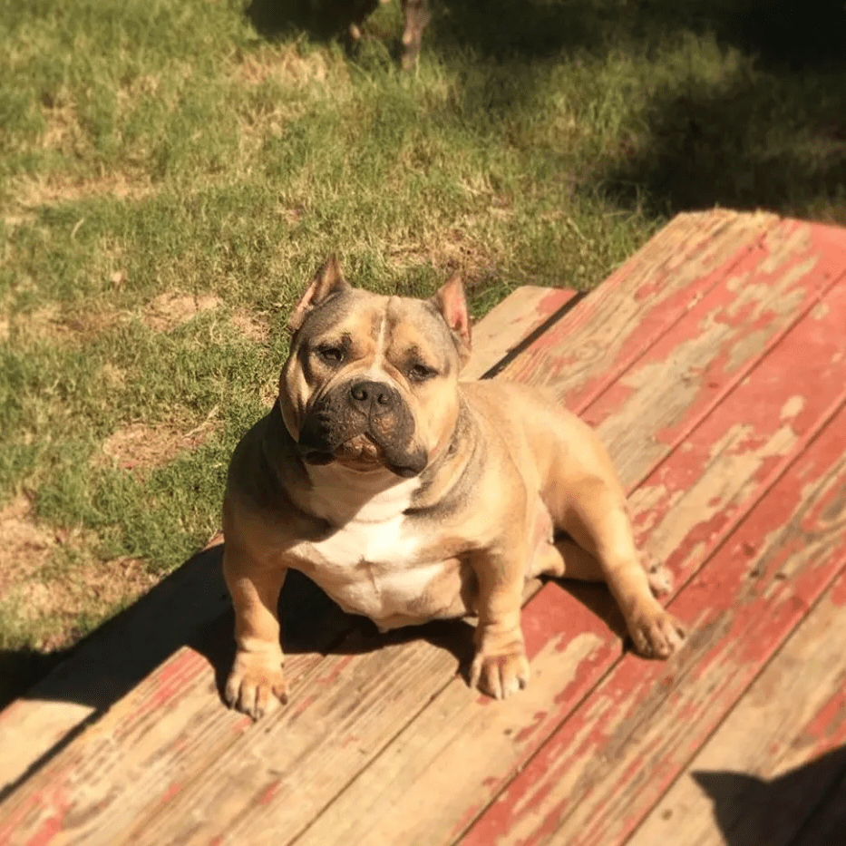 Fawn American bully sitting on the deck.