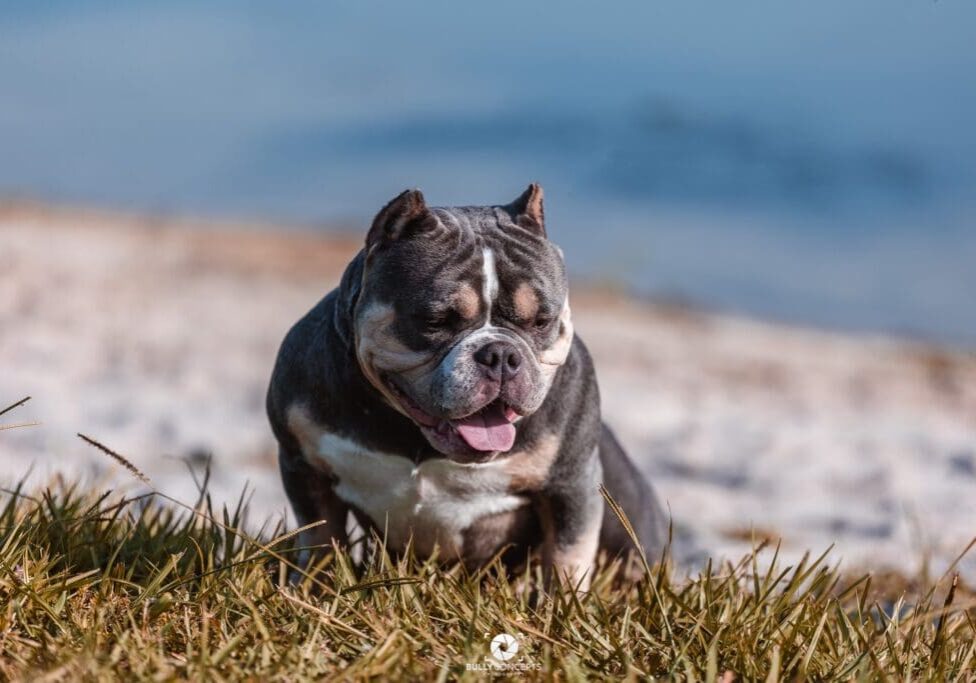 micro bully produced by southeast bully kennels. premier micro bully for sale and pocket bully for sale