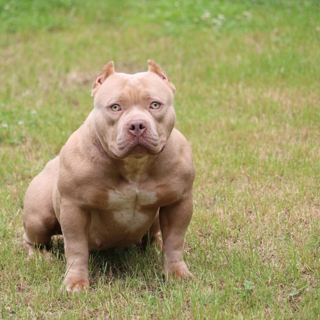 Lilac Pocket Bully female with a red nose and green eyes. produced by Southeast bully kennels, a reputable pocket bully breeder