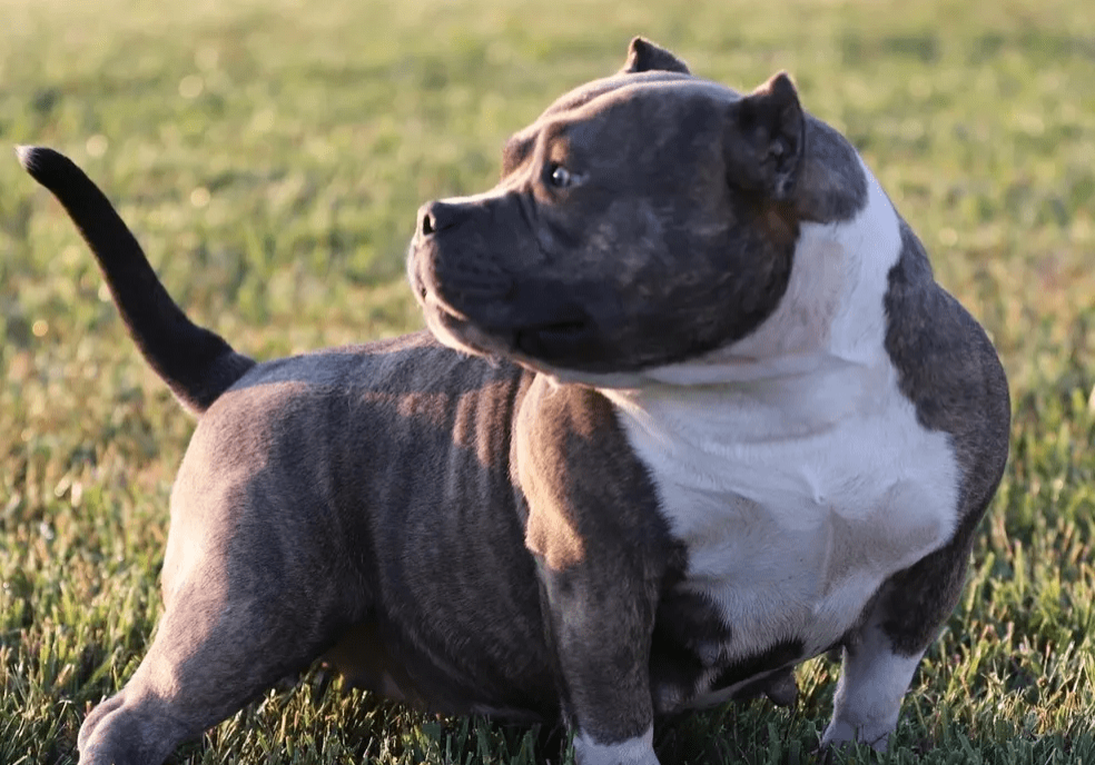 blue Micro bully produced by southeast bully kennels. micro bully breeder. micro bully for sale. micro bully kennel. top micro bully breeder