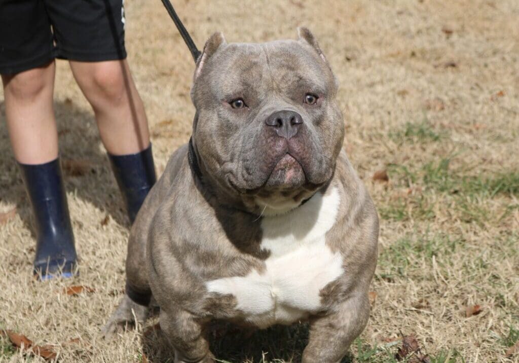 chocolate extreme build pocket bully on a leash at the trusted source for pocket bullies and micro bullies for sale