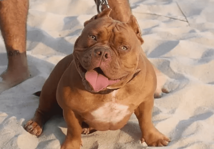 chocolate female pocket bully at the beach. for the best pocket bullies for sale be sure to check out southeast bully kennels first.